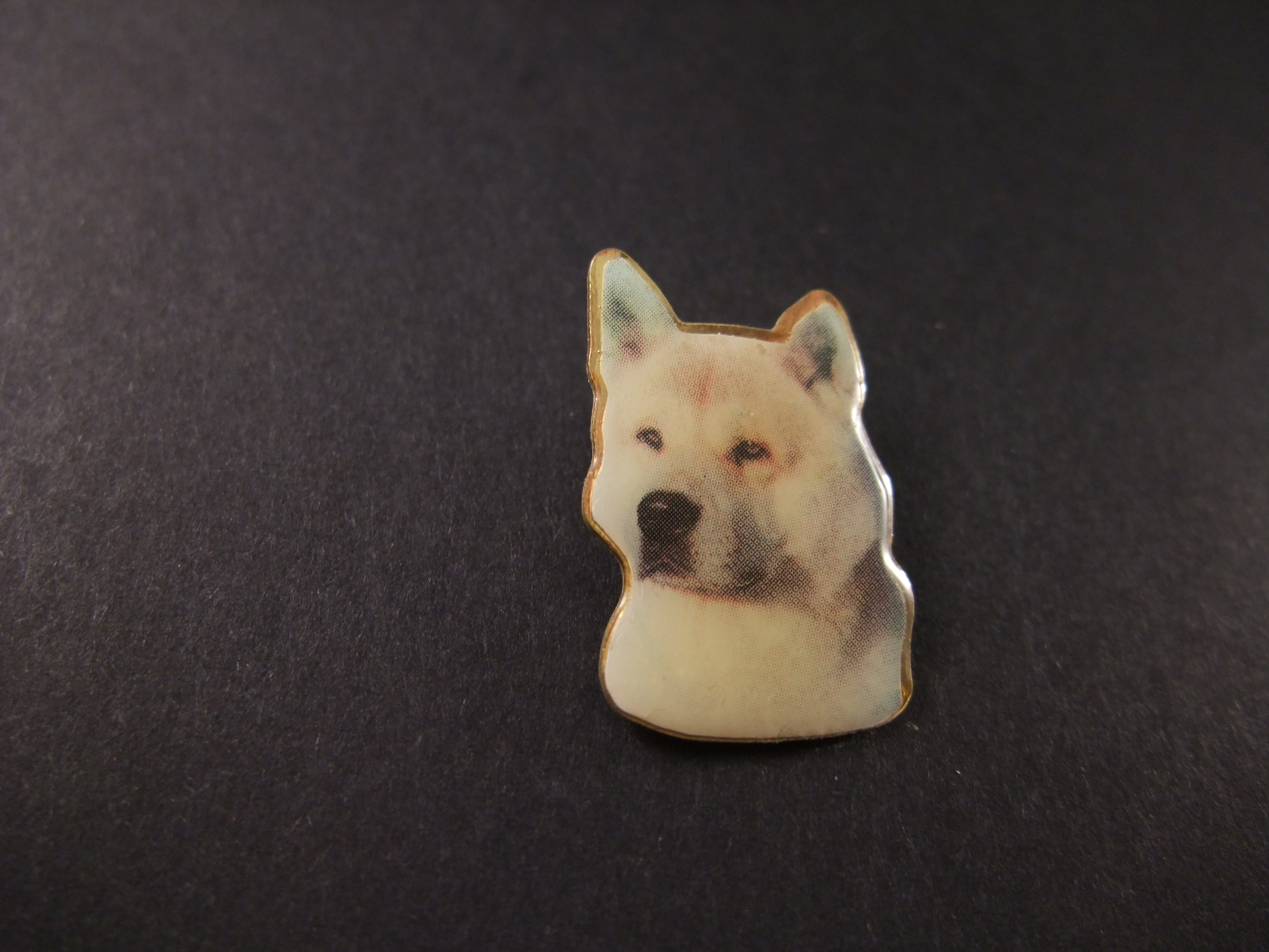 Akita (Inu of Akita Ken ) Japans hondenras,